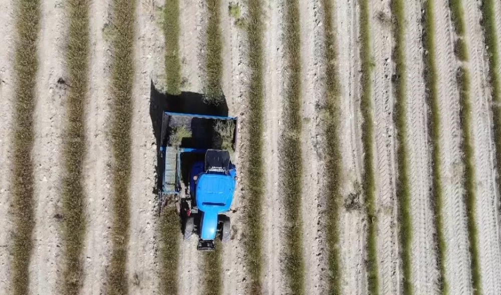 Burdur'da yağmur suyuyla yetişiyor, yurt dışına ihracat ediliyor