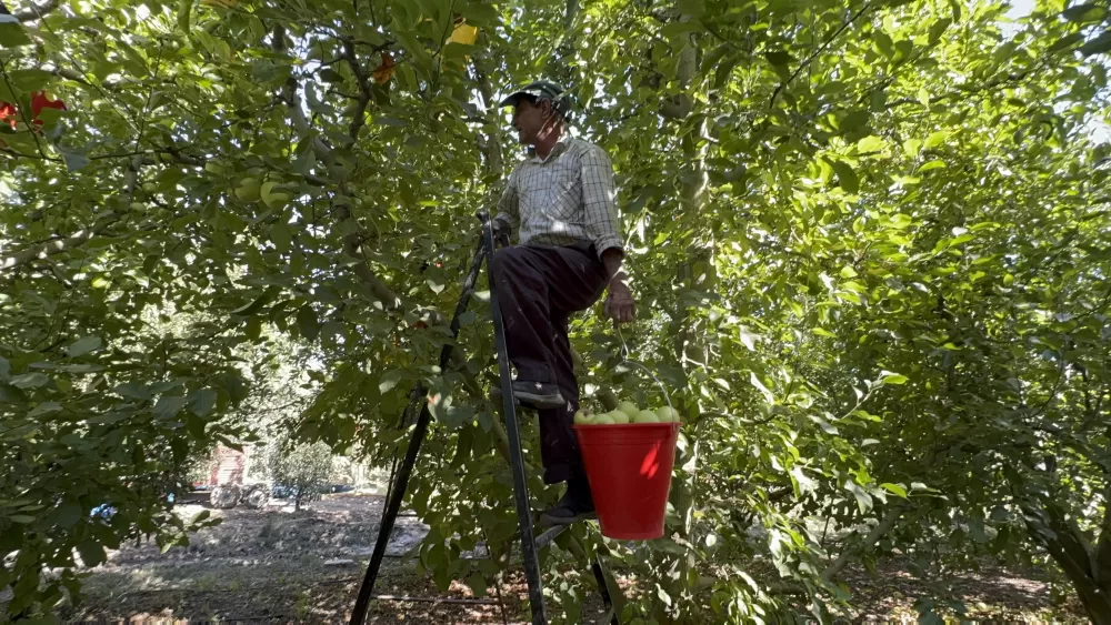 Elma diyarı Eğirdir'de hasat başladı, kuraklık rekolteyi vurdu