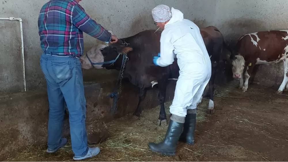 Afyonkarahisar’da sığır tüberkülozu taraması başlatıldı