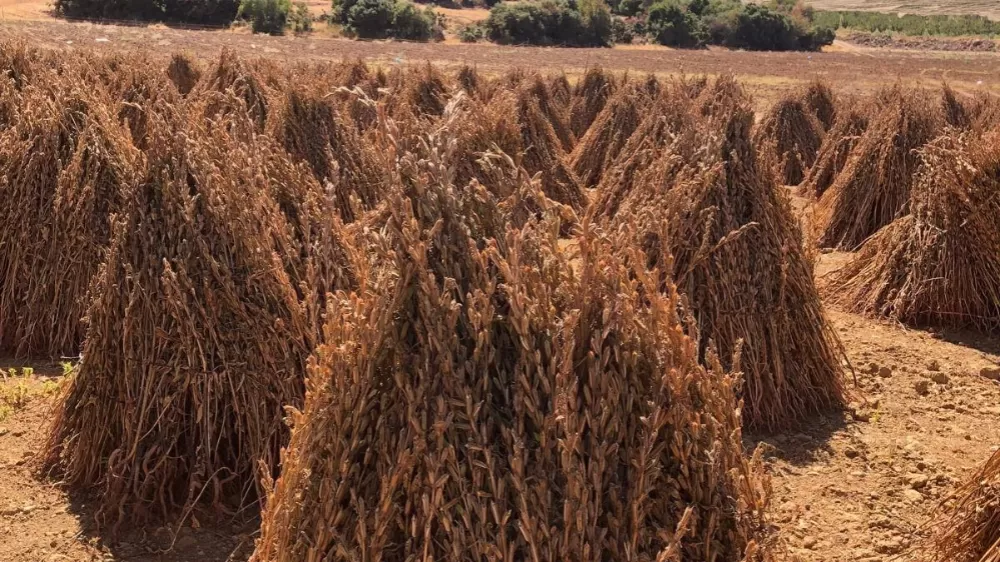 Alternatif ürün susam, Söke’de yüzleri güldürdü