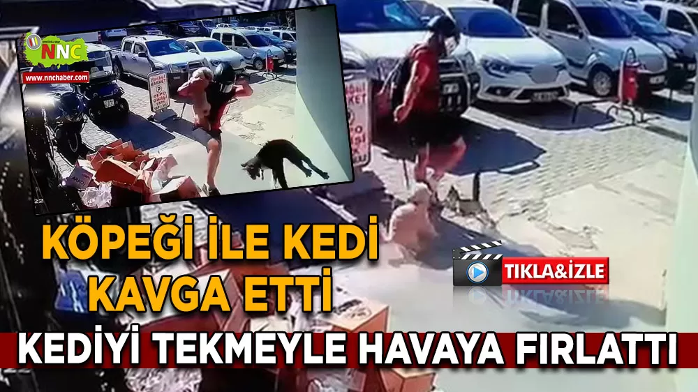 Antalya’da canice davranış! Kediyi tekmeleyen şahıs gözaltında