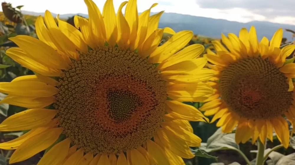Ayçiçeği alım fiyatı açıklandı
