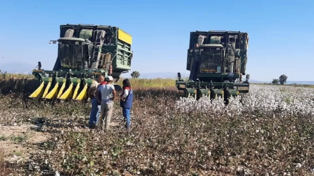  Aydın’da pamuk toplama fiyatı belirlendi