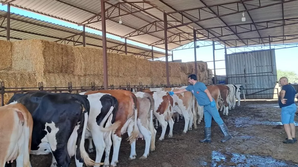 Aydın'da şap aşılaması başladı