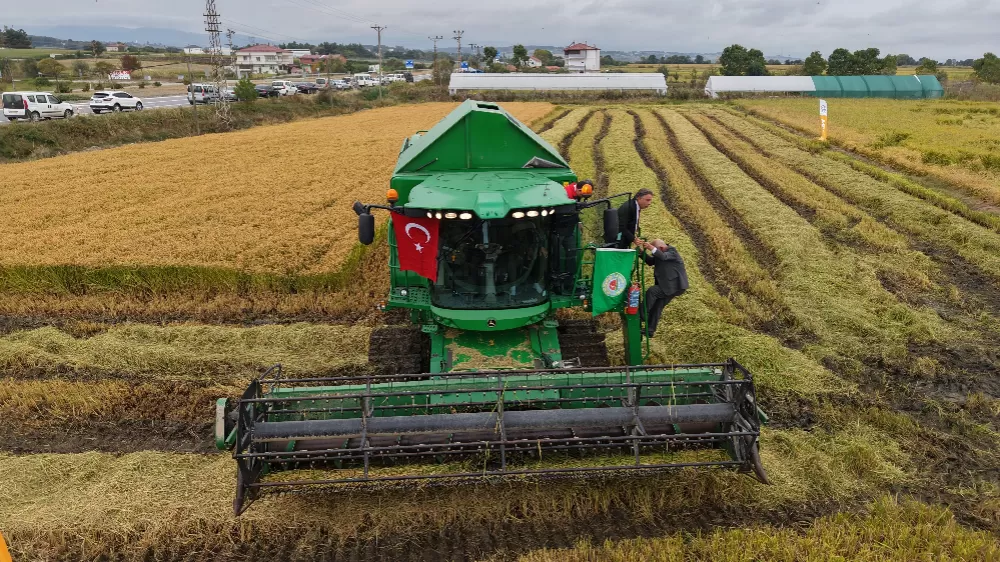 Bafra Ovası'nda çeltik hasadı başladı
