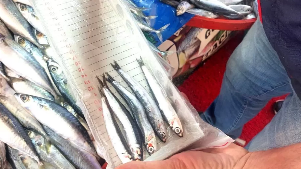 Balıkçı esnafına yönelik denetim