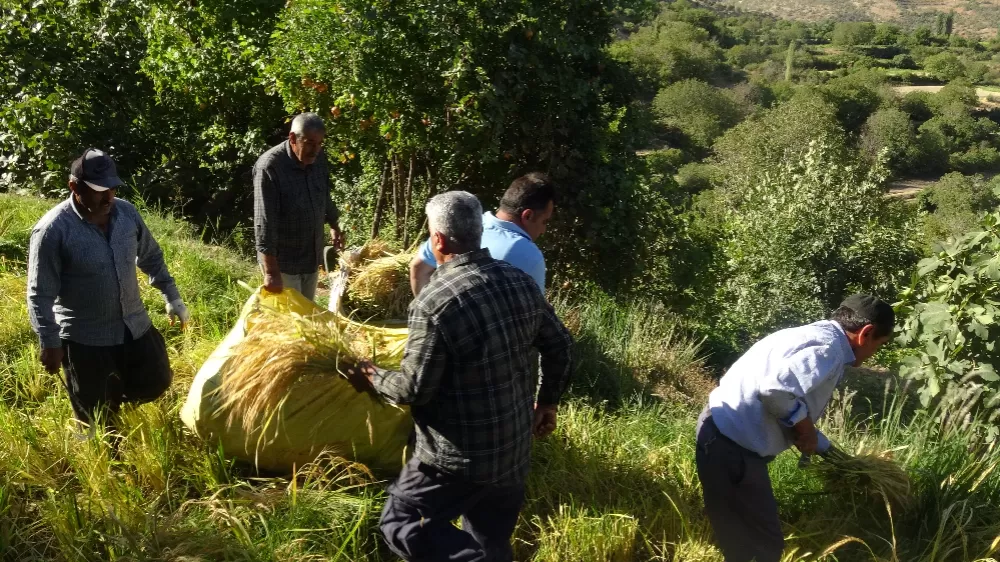 Batman Gercüş'te pirinç hasadı orakla yapılıyor 