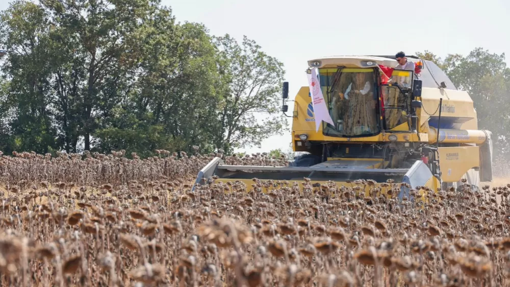 Bilecik'te yağlık ayçiçeği ekim alanı 60 bin dekardan 111 bin dekara yükseldi