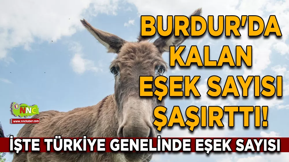 Burdur'da kalan eşek sayısı şaşırttı! İşte Türkiye genelinde eşek sayısı