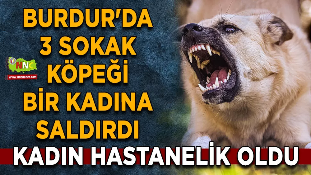 Burdur’da köpek dehşeti! Sokakta yürüyen kadın saldırıya uğradı