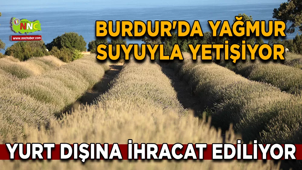 Burdur'da yağmur suyuyla yetişiyor, yurt dışına ihracat ediliyor