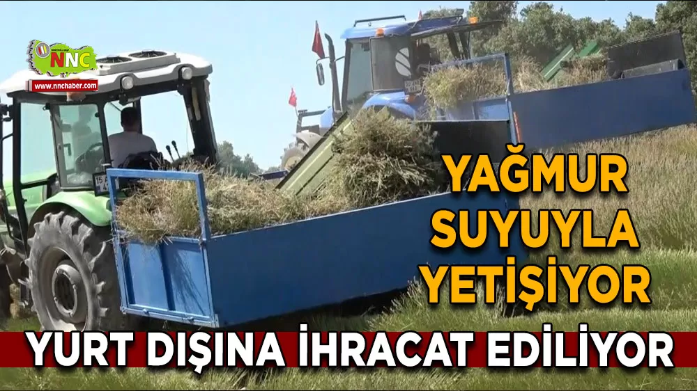Burdur’un yağmurla büyüyen lavantası artık dünya pazarında!