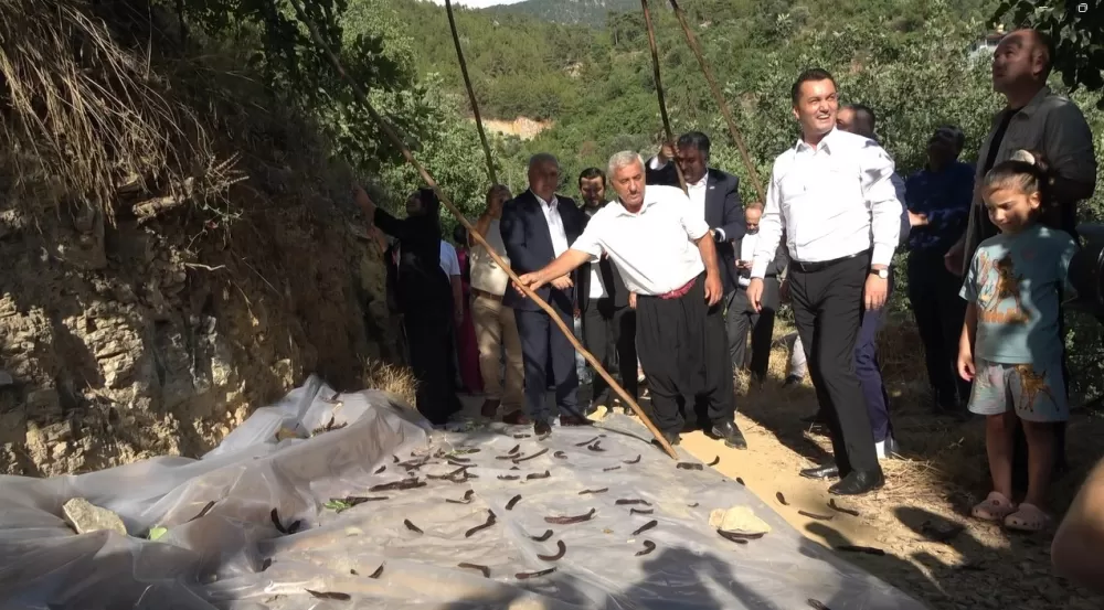 Antalya Alanya'da keçiboynuzu hasat şenliği ve coğrafi tescil belge töreni