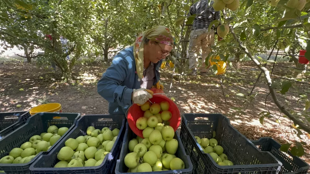 Elma diyarı Eğirdir'de hasat başladı, kuraklık rekolteyi vurdu