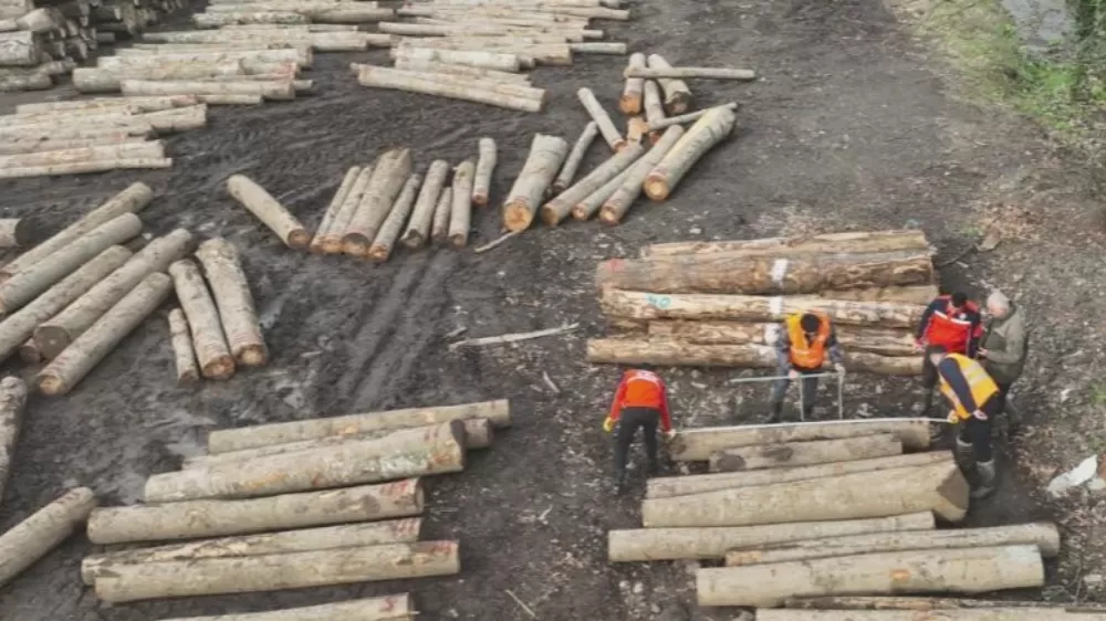 Düzce'den 9 bin 967,5 ton orman ürünü ihraç edildi