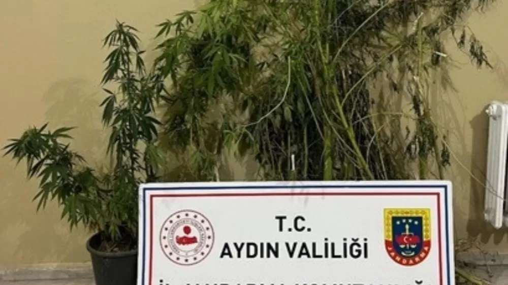 Efeler’de 22 kök kenevir ele geçirildi