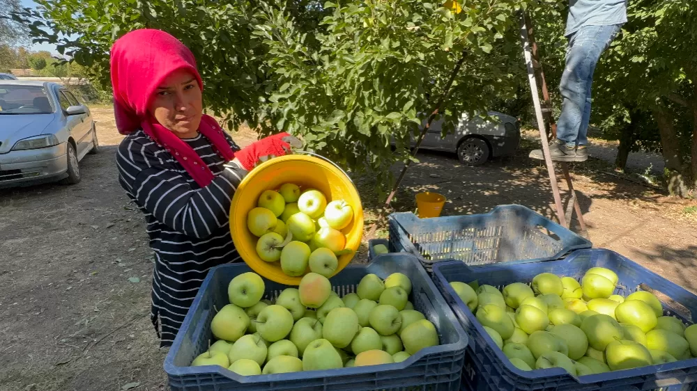 Elma diyarı Eğirdir'de hasat başladı, kuraklık rekolteyi vurdu