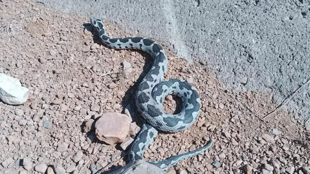 Engerek yılanı görüntüsüyle ürküttü
