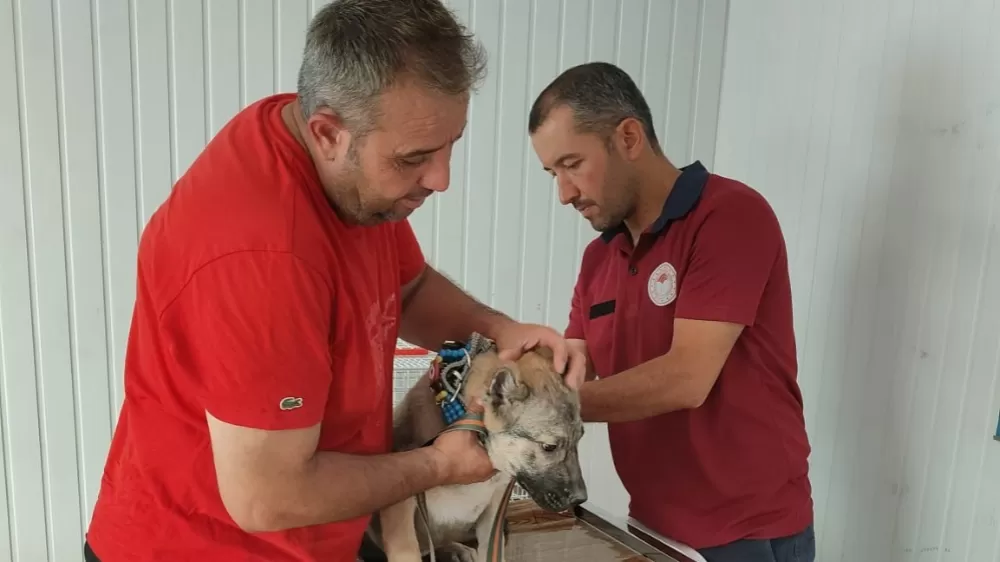 Evcil hayvan sahiplerine mikroçip uyarısı