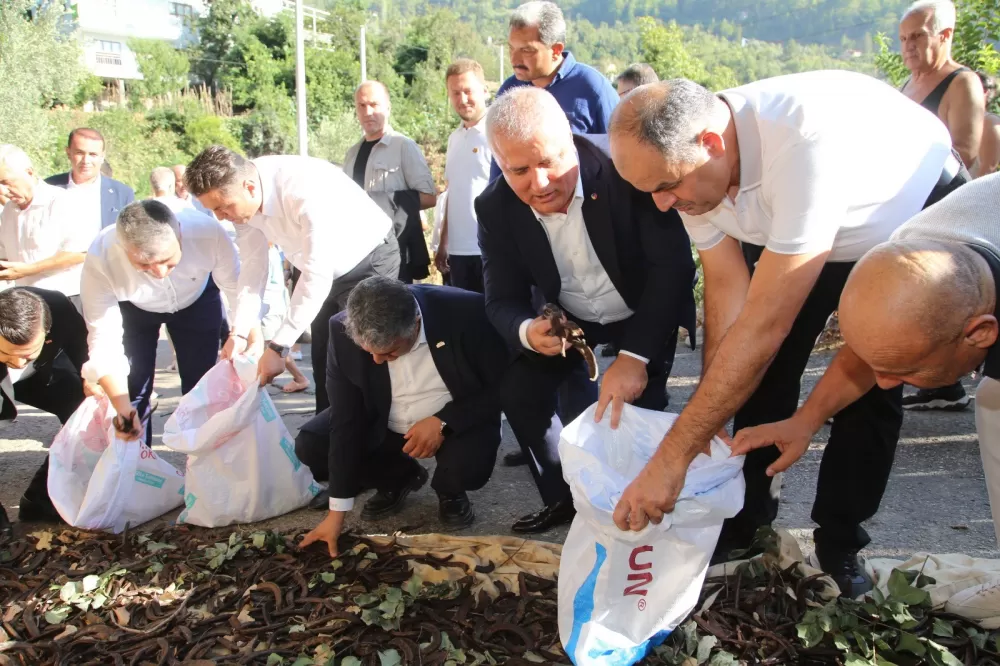 Antalya Alanya'da keçiboynuzu hasat şenliği ve coğrafi tescil belge töreni