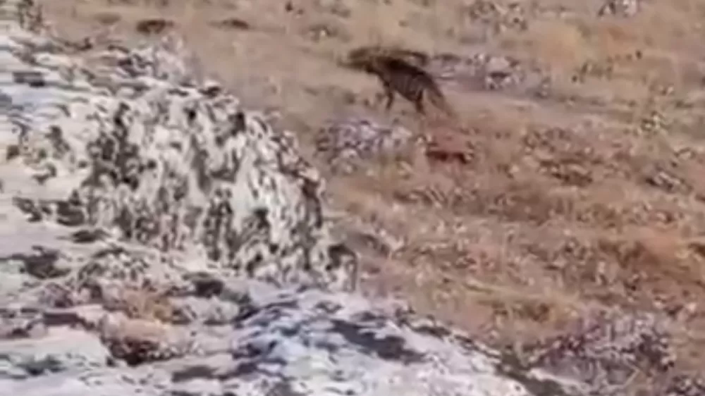 Halfeti'de nesli tükenme tehlikesi altında olan çizgili sırtlan görüldü