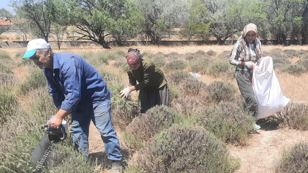 İmece usulü ektikleri lavantanın gelirini köylerinin ortak giderleri için kullanıyorlar
