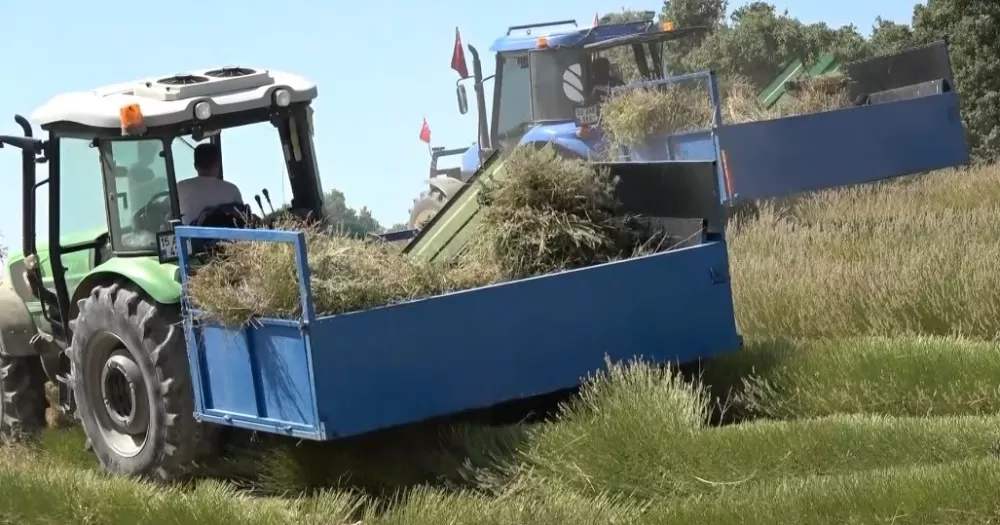 Burdur'da yağmur suyuyla yetişiyor, yurt dışına ihracat ediliyor