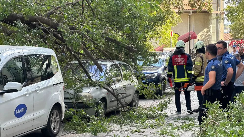 Kadıköy'de ağaç dalı iki otomobilin üzerine devrildi