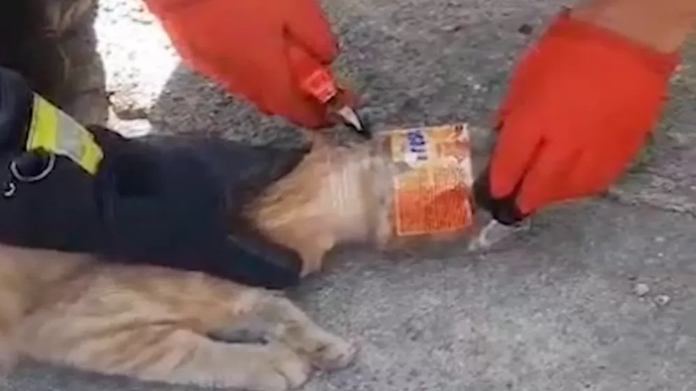 Kafası plastik kavanoza sıkışan kedinin yardımına itfaiye ekipleri sıkıştı