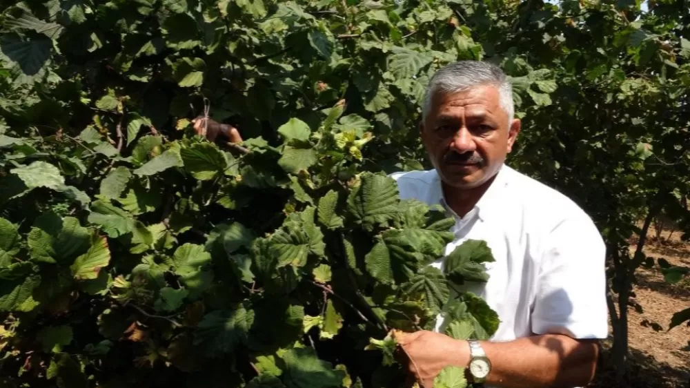 Karadeniz Bölgesi'nin önemli gelir kaynağı fındık fiyatlarında son durum