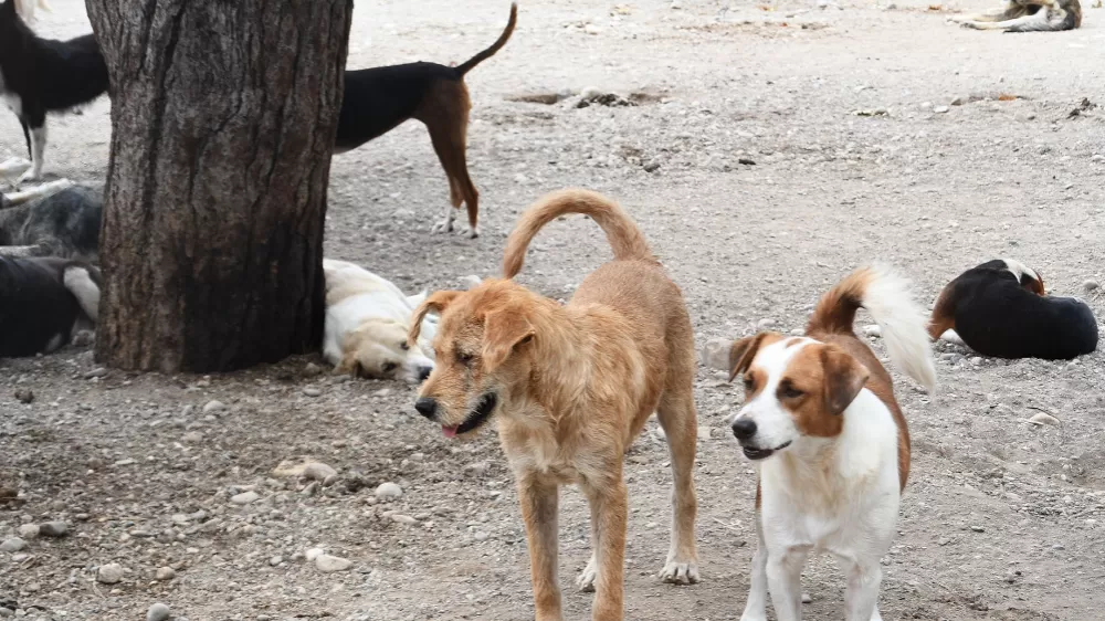 Kemer’de 27 köpek ve 122 kedi kısırlaştırıldı
