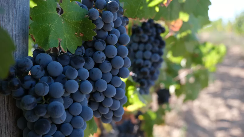 Kırklareli'nde 220 üreticiye 22.5 milyon lira destek