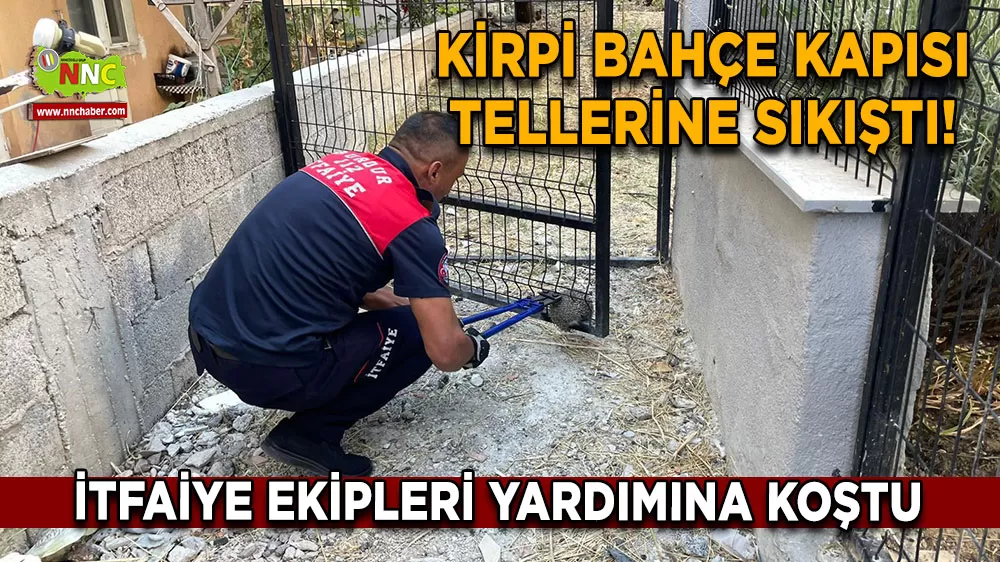Kirpi bahçe kapısı tellerine sıkıştı! İtfaiye ekipleri yardımına koştu