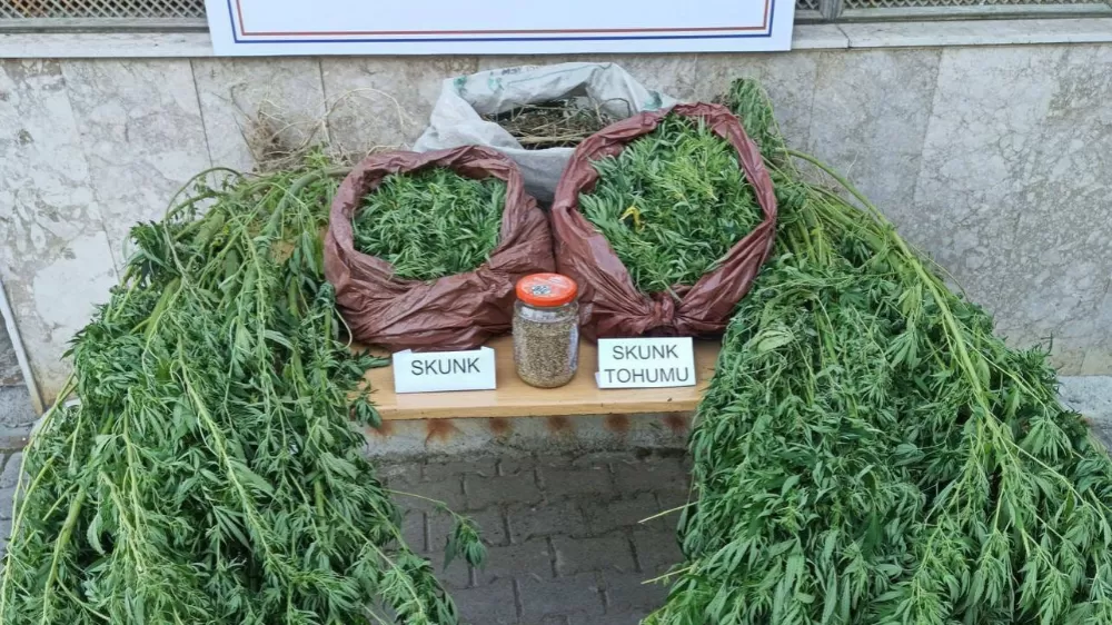 Korkuteli'nde 11,5 kilo skunk ele geçirildi