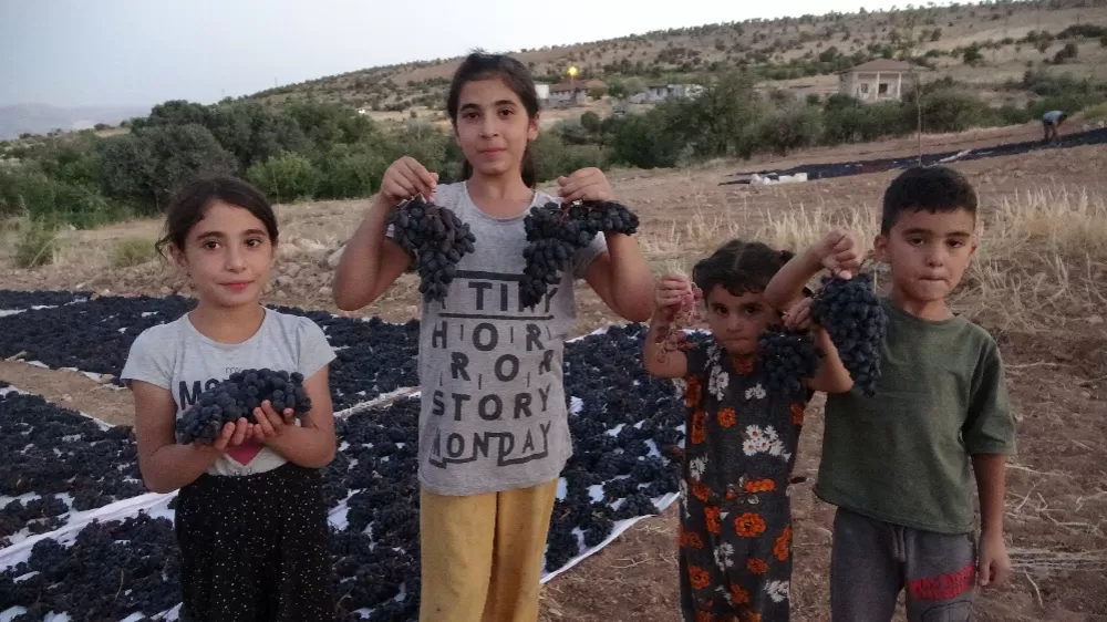 Malatya'da kilosu 500 TL'den alıcı bulan kuru üzüm üreticinin yüzünü güldürdü