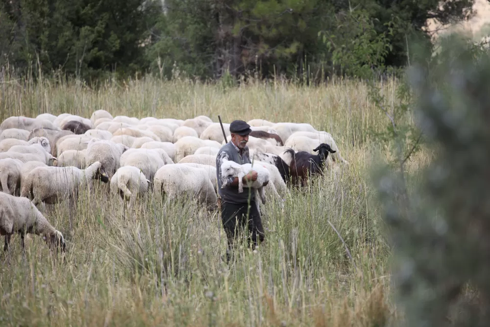 Burdur'un dağlarında yarım asırdır koyunların peşinde
