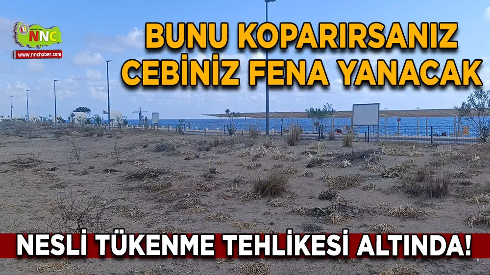 Nesli tükenme tehlikesi altında! Bunu koparırsanız cebiniz fena yanacak