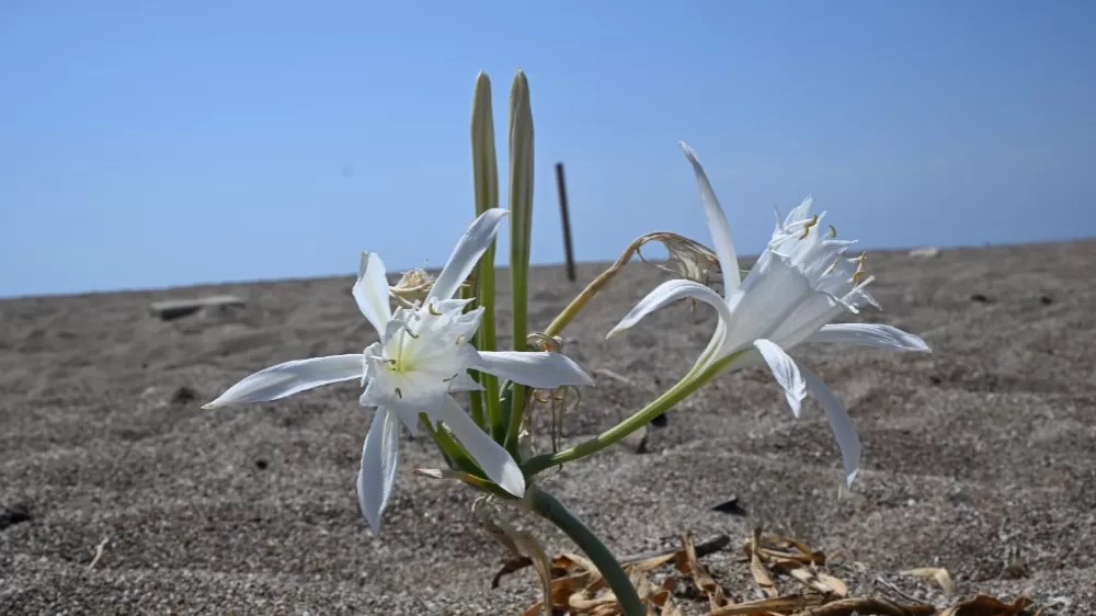 Nesli tükenmekte olan kum zambaklarını koparmanın cezası dudak uçuklatıyor