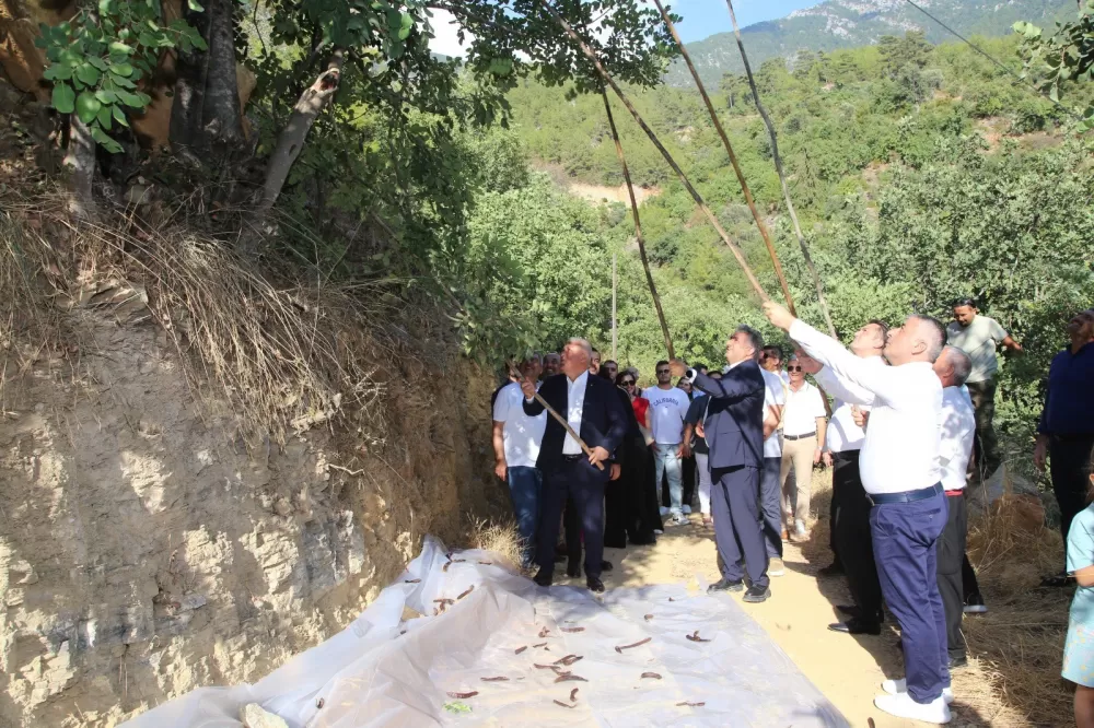 Antalya Alanya'da keçiboynuzu hasat şenliği ve coğrafi tescil belge töreni