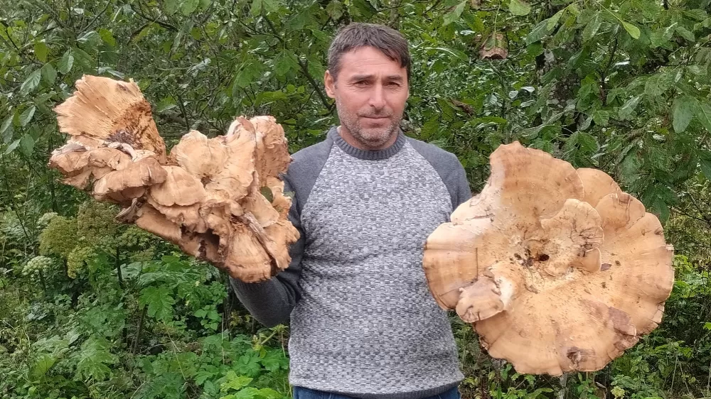  Ormanda 3 kiloluk dev mantarlar buldu