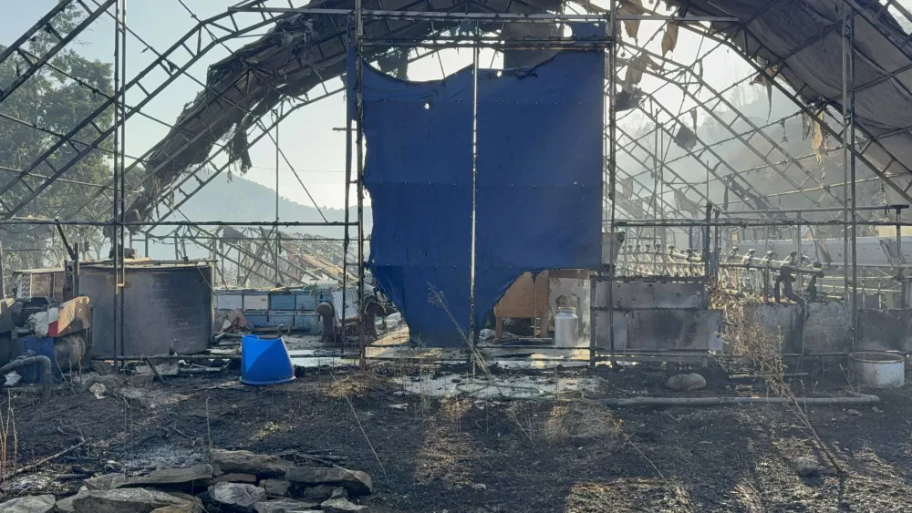 Düzce’deki orman yangınında keçi üretim çiftliği küle döndü