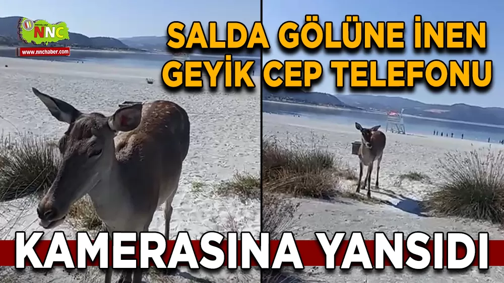Salda Gölüne inen geyik cep telefonu kamerasına yansıdı