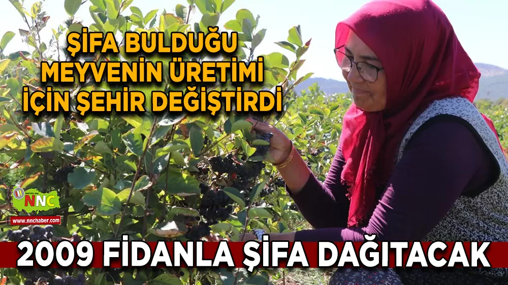 Şifa bulduğu meyvenin üretimi için şehir değiştirdi, 2009 fidanla şifa dağıtacak