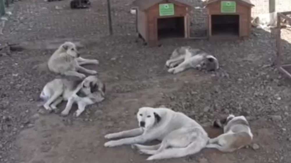 Siirt'ten sokak hayvanları sorununa kalıcı çözüm
