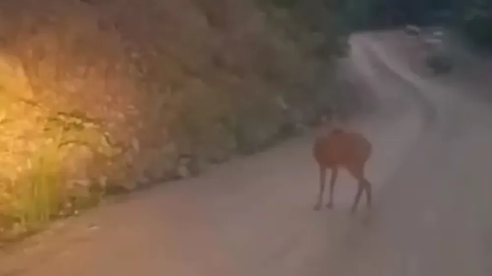 Sinop'ta yol ortasında dinlenen karaca kameraya yansıdı
