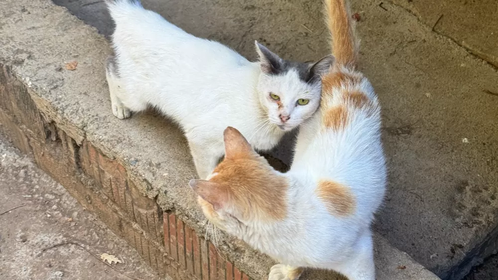 Tarım Müdürlüğünden mikroçip zorunluluğu uyarısı