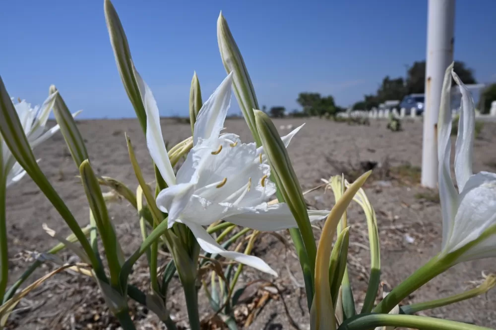 Nesli tükenme tehlikesi altında! Bunu koparırsanız cebiniz fena yanacak
