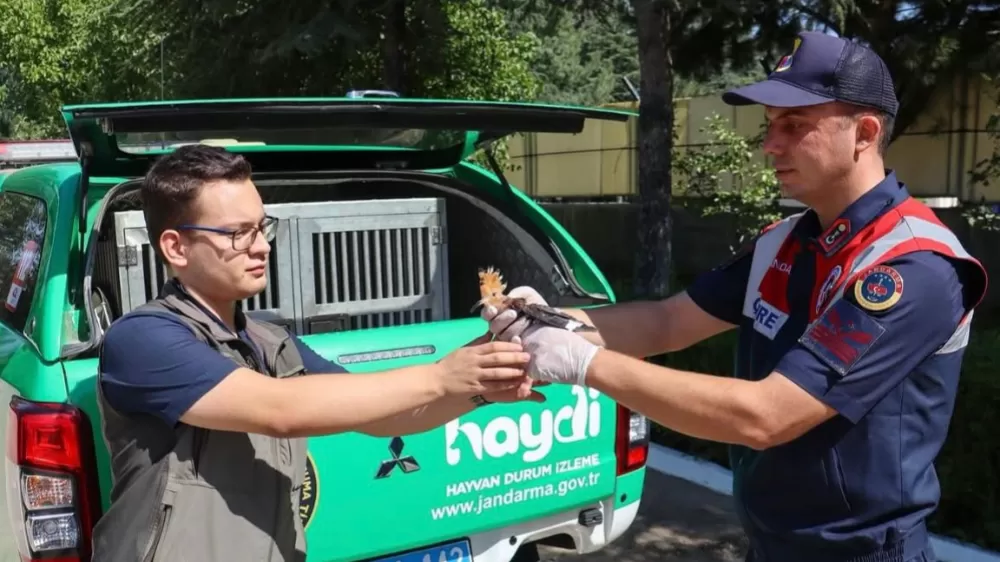 Yaralı olarak bulunan İbibik kuşu jandarma sayesinde yaşama tutundu