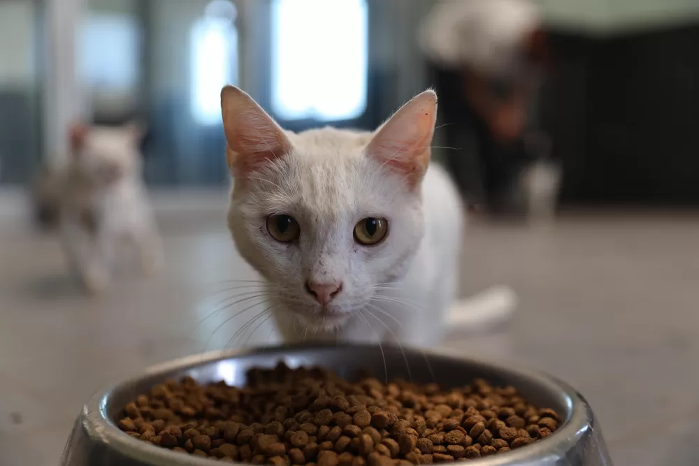 Antalya'da sokak hayvanlarına 7/24 bakım ve rehabilitasyon