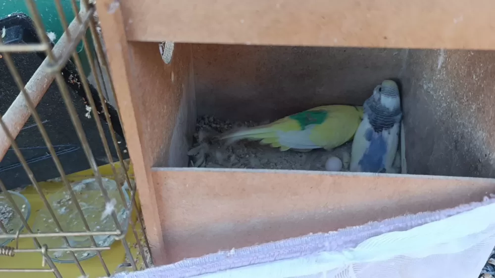 Yangında ev küle döndü, tek teselli kurtarılan muhabbet kuşları oldu